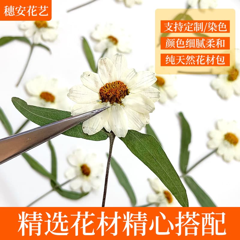Wow Custom Stemmed Zinnia Natural Dried Flower Pressed Lamp Decoration Face Decoration Dried Flower Resin Phone Case