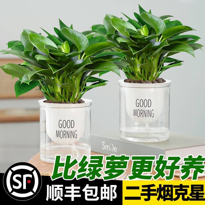 Golden Pothos Potted Plant Platinum Pothos Hydroponic Large-Leaf Green Plant Succulent Office Indoor Low-Maintenance Easy-Care Flower