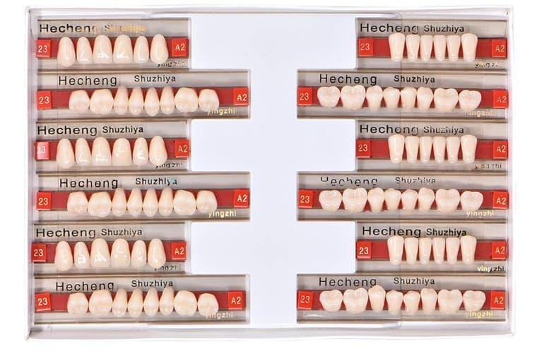 Dental Resin Teeth Set for Teaching Mold, Practice Dentures for Students, Plastic Teeth Model for Cross-Border Sales