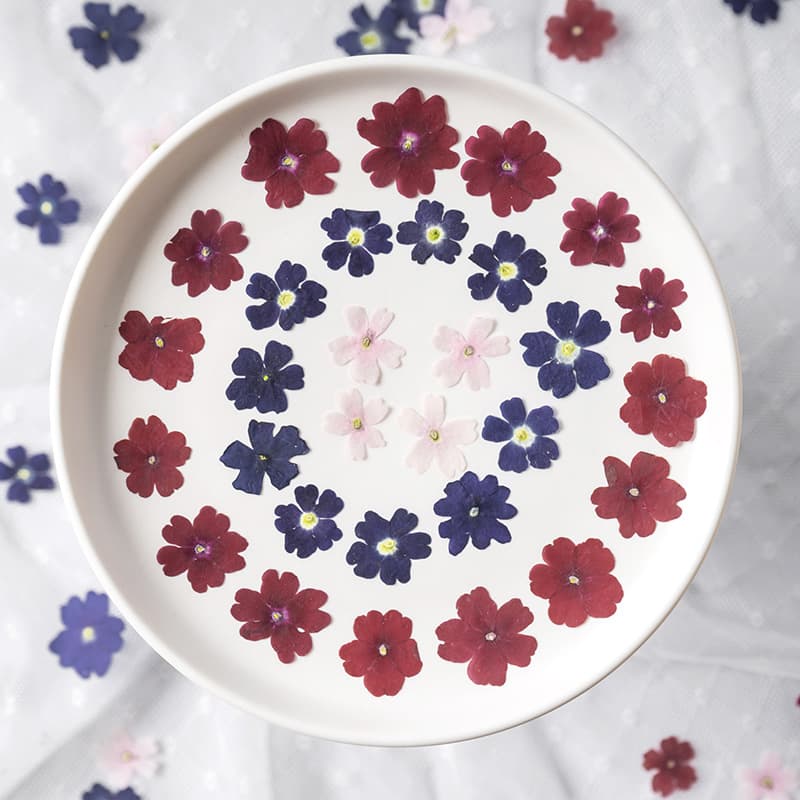 Verbena Natural Color Dried Flower Pressed Flower Material Kit for DIY Pressed Flower Bookmarks, Resin Crafts, Dried Flower Plant Specimens