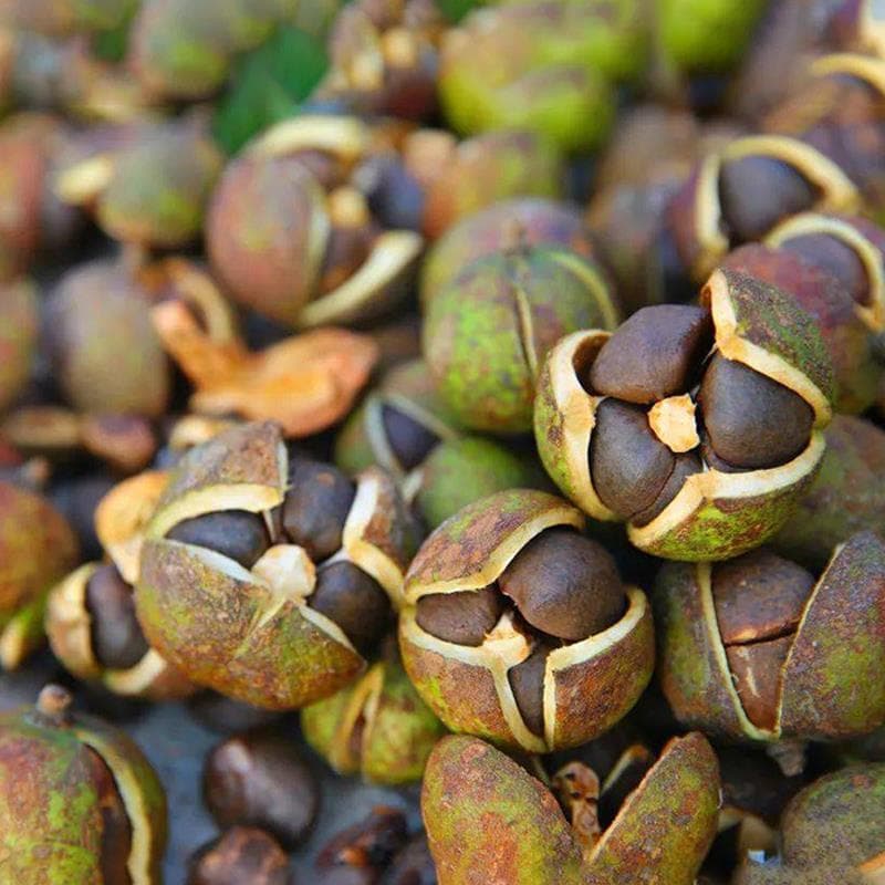 Oil Tea Seeds, Large-Fruited Red Flower Oil Tea Seeds, White Flower Oil Tea, Camellia, Tea Tree Seeds, Oil Tea Tree Seeds