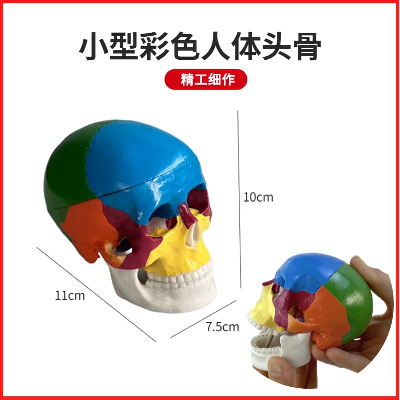 Colorful Small Skull Model Artificial Human Skull Model for Art Painting Head And Skull Bone Model Educational Display