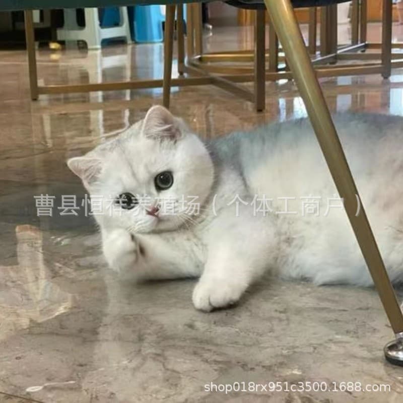 Purebred British Shorthair Gradient Cat Kitten Live Shorthair Gradient Kitten British Short Short-footed Gradient Cat Kitten Live