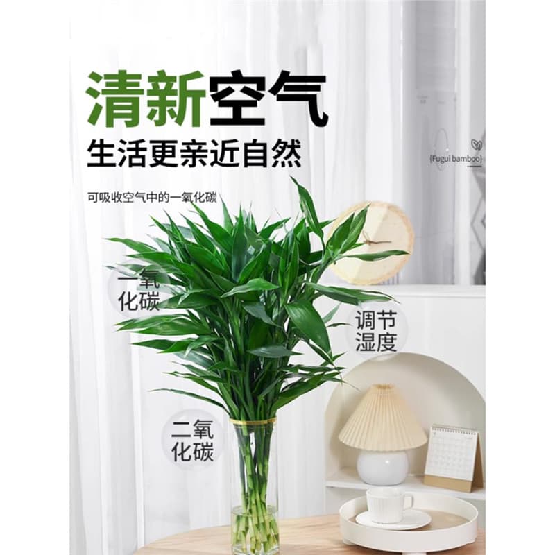 Lucky Bamboo Hydroponic Plant, Guanyin Bamboo Indoor Water Cultivation, Money Tree with Roots, Living Room Green Plants, Pothos Potted Plant