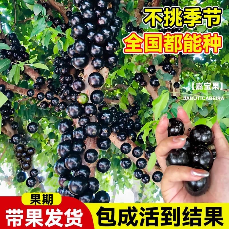 Four-Season Fruiting Taiwan Jia Bao Fruit Seedlings, Grape Seedlings, Early-Maturing Fruit Potted Plants, Bearing Fruit in the Same Year, with Leaves and Soil