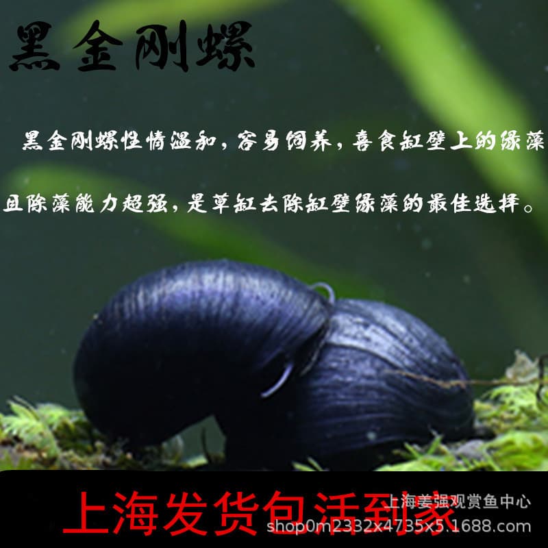 Black King Kong Snail, Live Abalone Snail, Thai Hat Snail, Aquarium Cleaning, Aquatic Plant Removal, Ornamental Snail Tools, Wholesale Snails