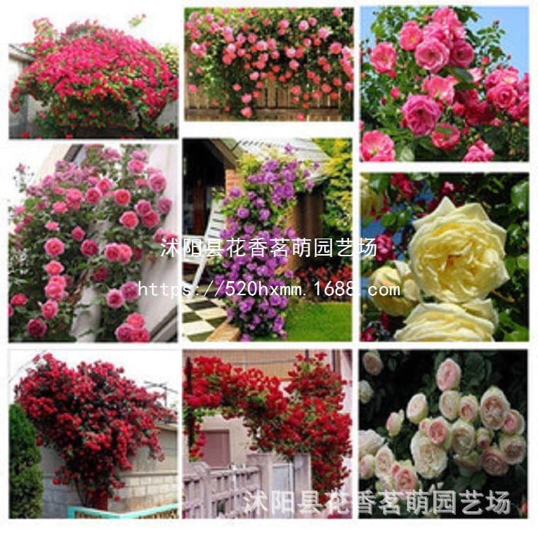 GK Color Pack Rose Seeds, Rose Flower Seeds, Climbing Rose Seeds, Potted Rose, Easy to Grow, 100pcs