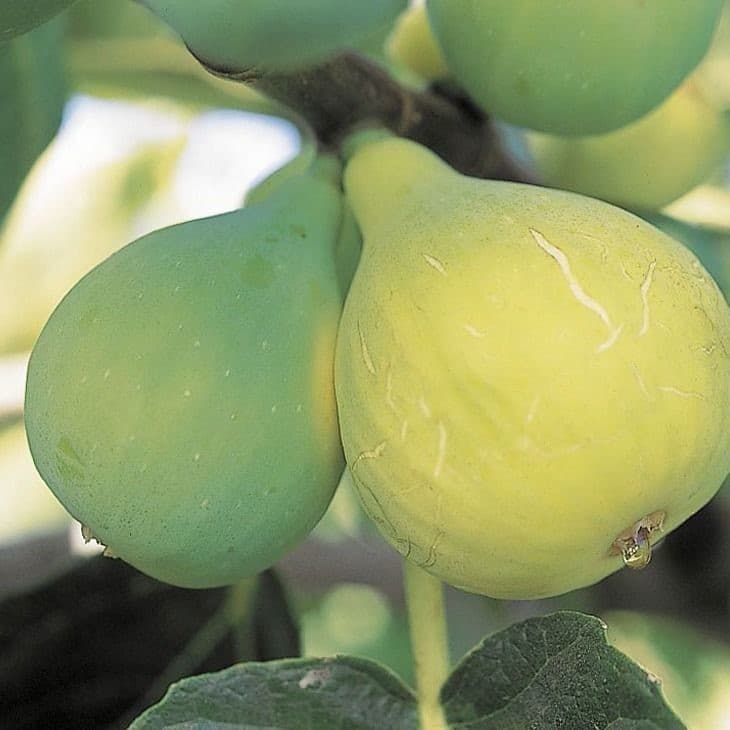 Fig Seeds - Four-Season Garden Honey Fruit Seeds, Milk Fruit, Wenxian Fruit Tree Seedlings, Fruit Tree Seeds