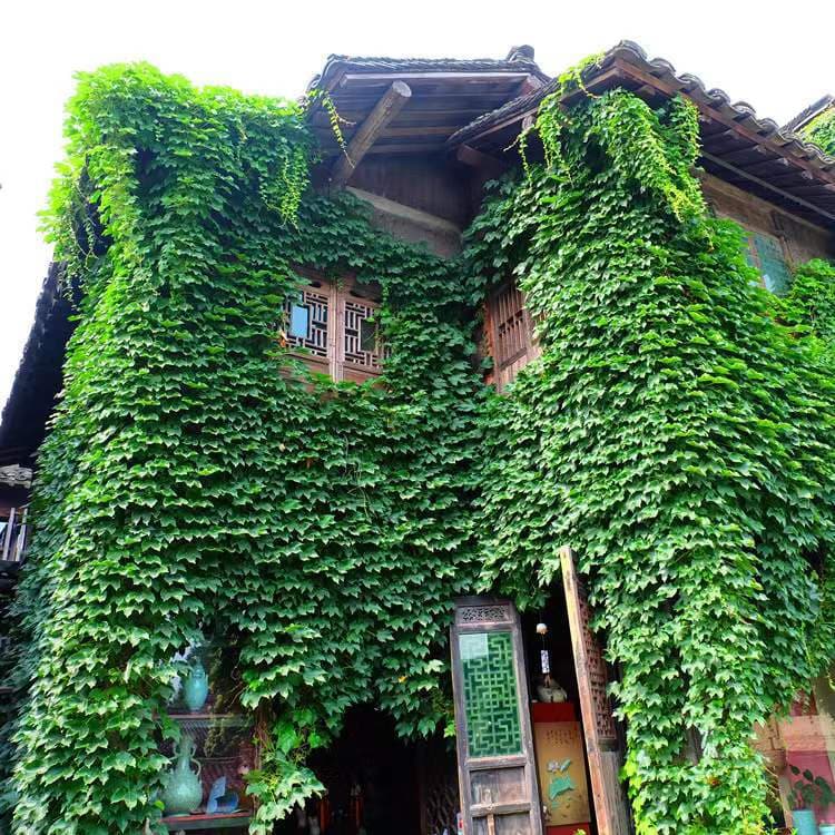 Boston Ivy Seedlings, Climbing Plants for All Seasons, Three-Leaf and Five-Leaf Red Wall-Climbing Ivy, Potted Vines, Creeping Flowers