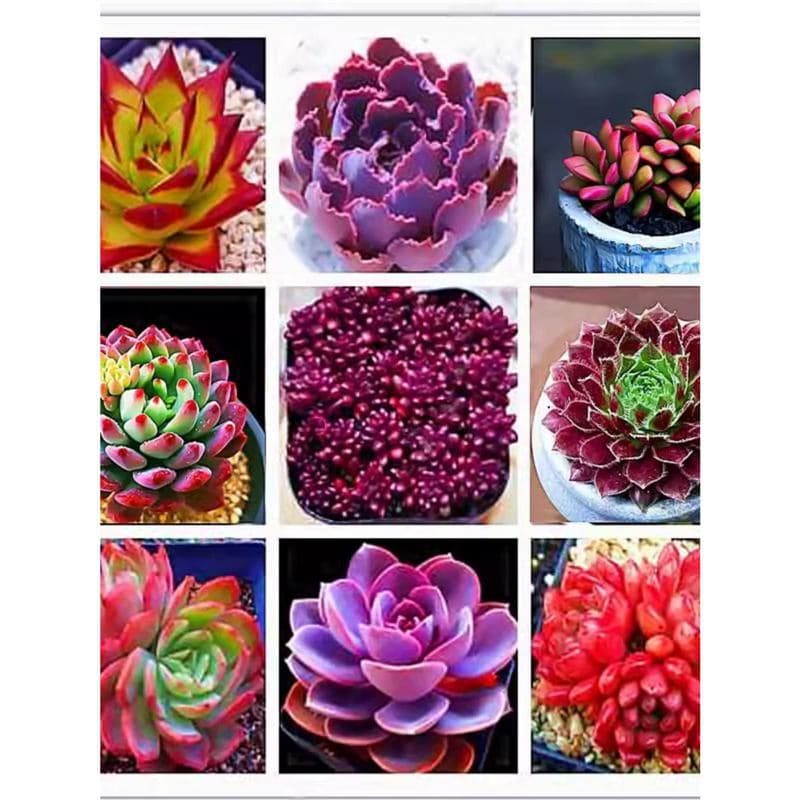Peach Egg Succulent New Whole Box Rare Varieties Premium Mixed Potted Plants Mini Landscape Beginner Kit