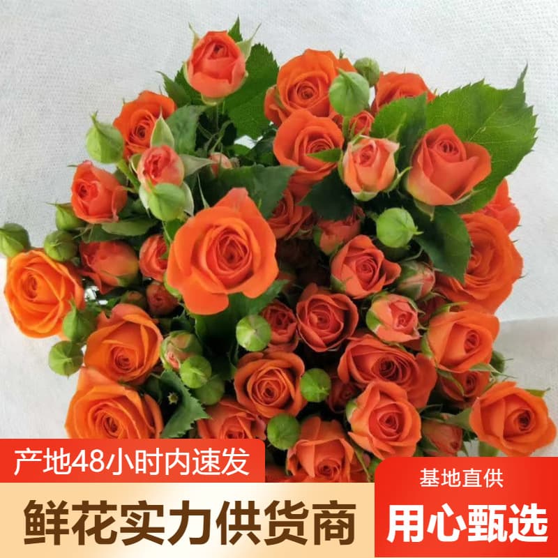Multi-headed rose wholesale rose rose flower wholesale wedding arrangement flower shop stall community group buying supply