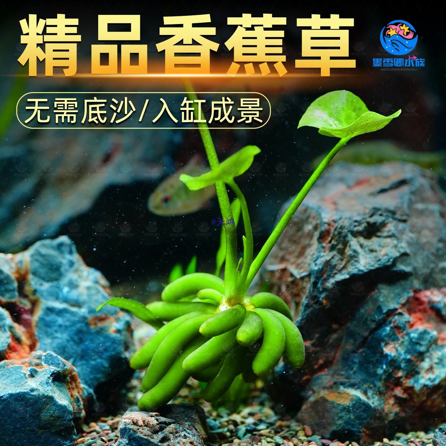 Banana Plant Real Aquatic Plant Live Submerged Leaf Lazy Aquarium Purification Foreground No Planting Needed Beginner Easy to Keep Alive