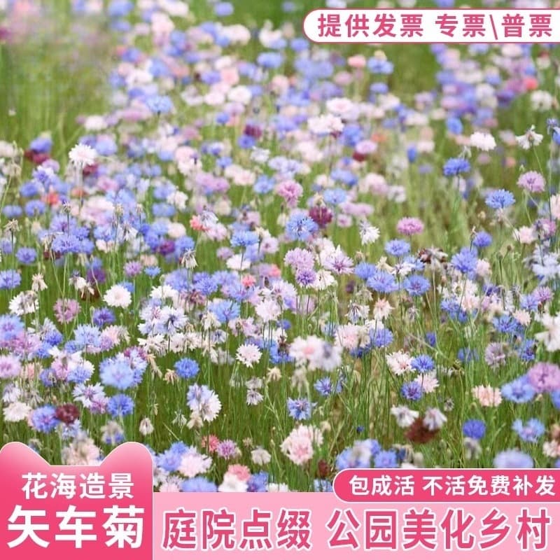 Cornflower seeds, easy to grow, China aster, cosmos, zinnia, garden flower sea, four-season sowing, flowering seeds