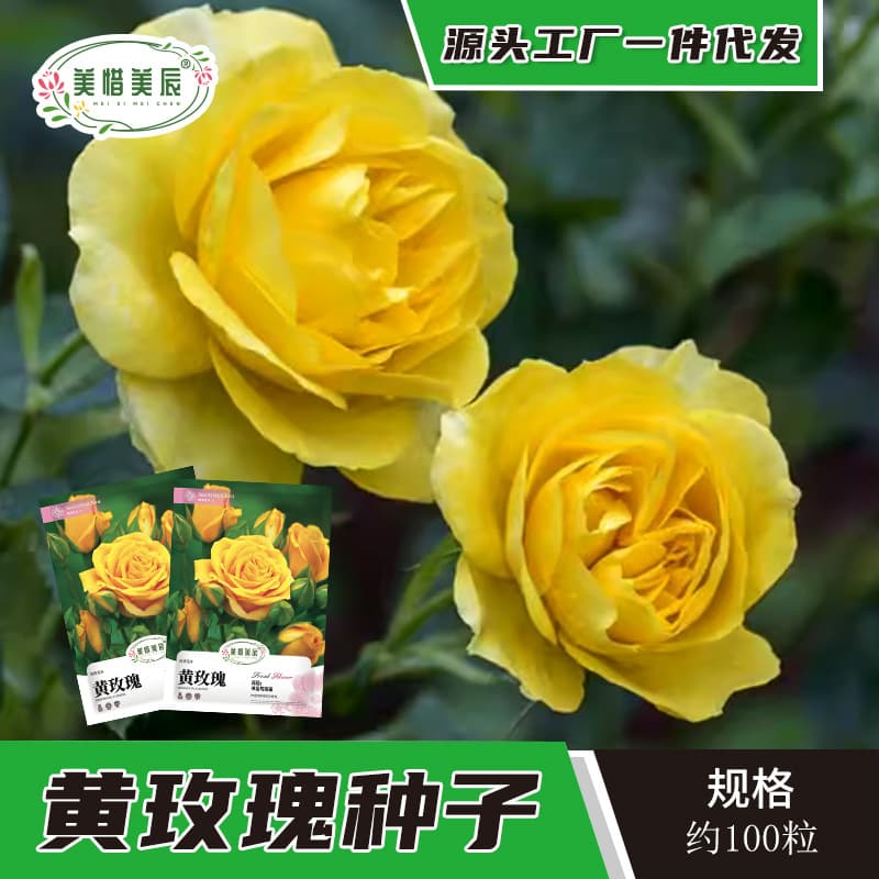 Yellow Rose Seeds, Red Thorn Rose Seeds, Yellow Thorn Rose Seeds, Rose Flower Seeds, Climbing Plant Seeds