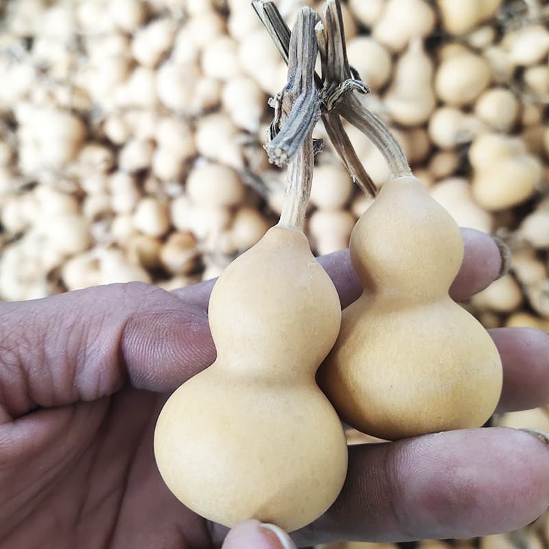 Hand-picked American Gourd Ornaments, Naturally Grown Real Gourds