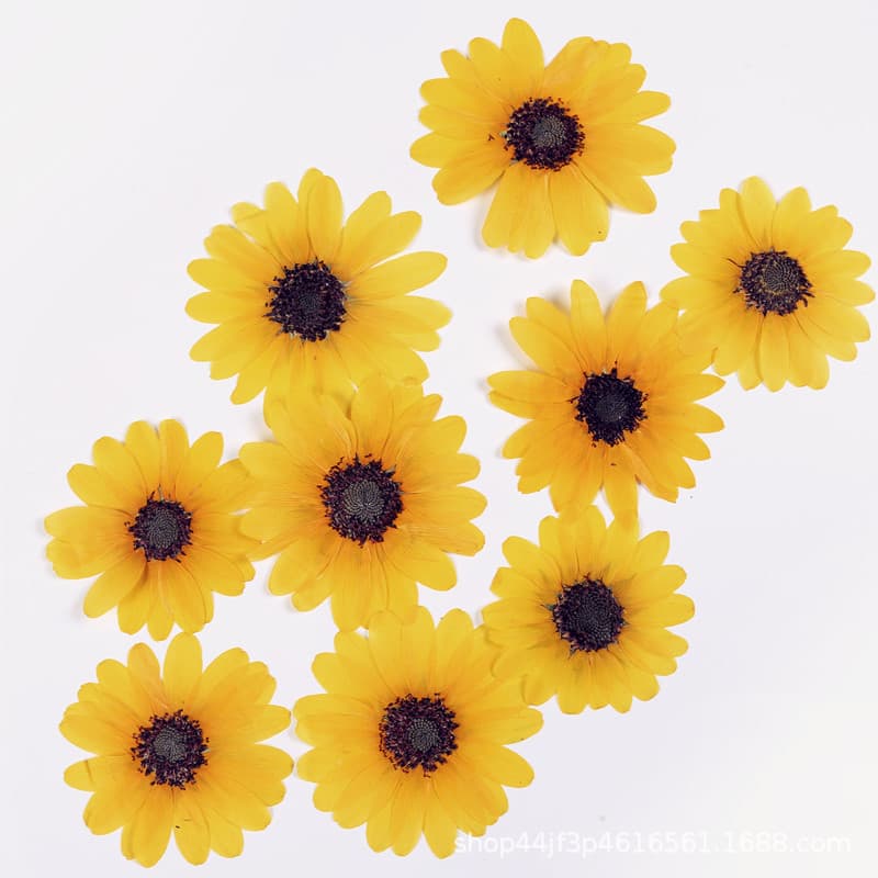 Big Sunflower Dried Flower Embossed Natural Plant Specimen Gel Drops Handmade diy Makeup Nail Art Material Embossed Painting