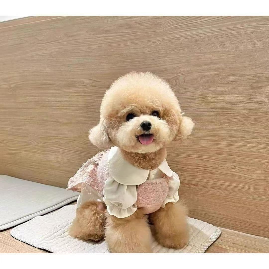 Wholesale Poodle Teddy Puppy Teddy Dog Small Dog Live Champagne Teacup Dog Pet Dog