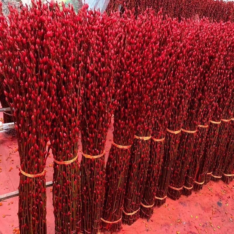 Silver Willow Fresh Branches New Year Flower Arrangement Potted Plant Red Dried Flowers Blessing Bucket Indoor Living Room Silver Willow Dried Flower Decoration