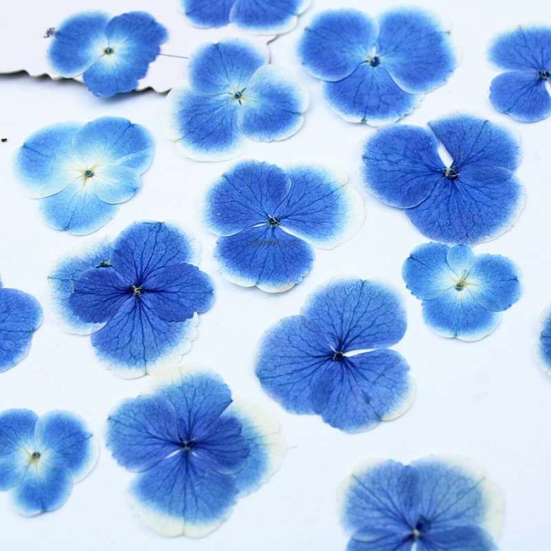 Peacock Blue Hydrangea Real Dried Flower Pressed Flower Wholesale Plant Specimen Resin Phone Case Bookmark Lamp Decoupage Art