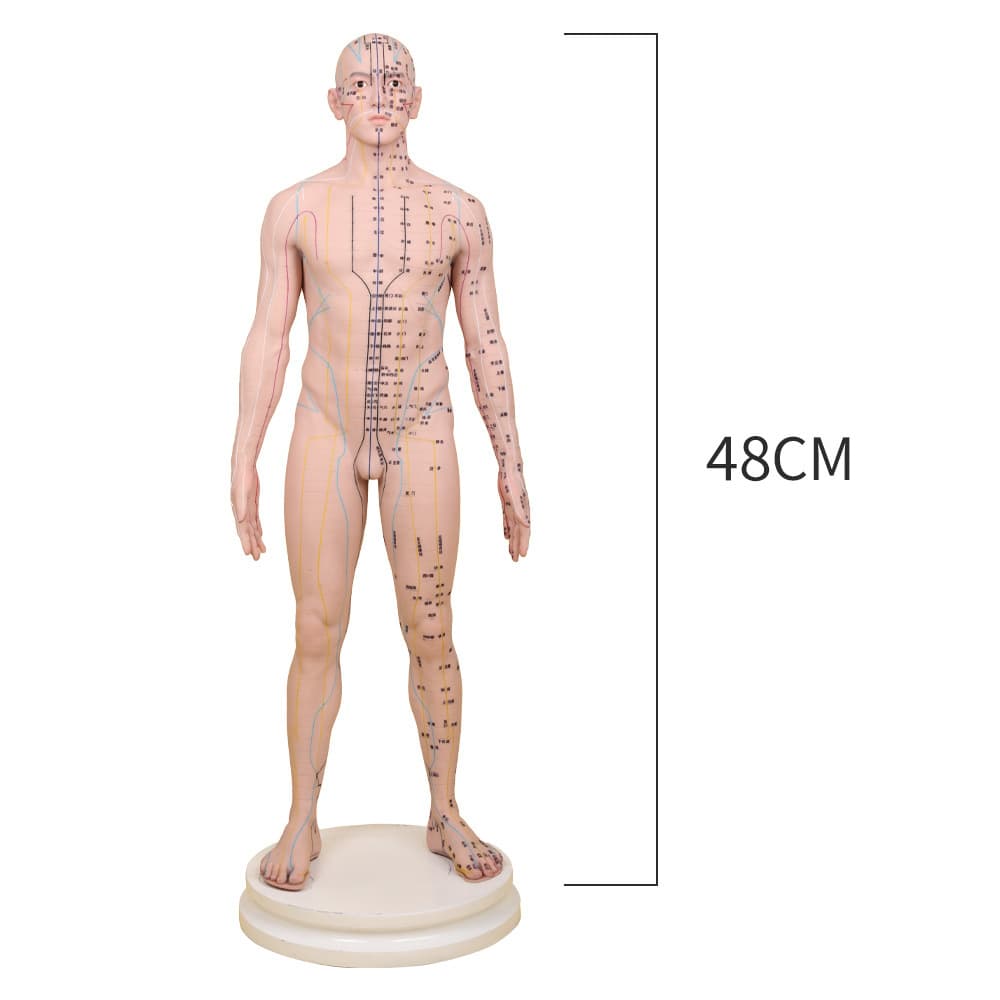 Acupuncture model silicone teaching model human acupoints and meridians model can be used to teach acupuncture human body mold