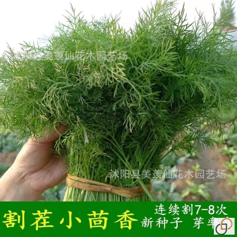 Bulk Fennel Seeds, Farmland Vegetable Garden Planting, Cold-Tolerant Four-Season Planting, Small Fennel Seeds