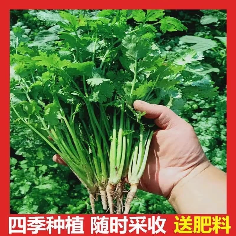 Kuaishou Douyin Pinyuncang delivers large-leaf four-season coriander seeds for home balcony and small yard potted plants for four seasons.
