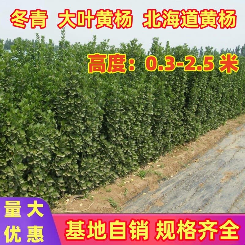 Holly Seedlings, Big Leaf Euonymus Seedlings, Courtyard Hedge Wall, Evergreen Holly Seedlings, Hokkaido Seedlings