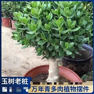 Jade Tree Bonsai Old Stump Swallow Thick Skin Plant Indoor Balcony Succulent Greenery Flower Attract Wealth High-End Large Succulent
