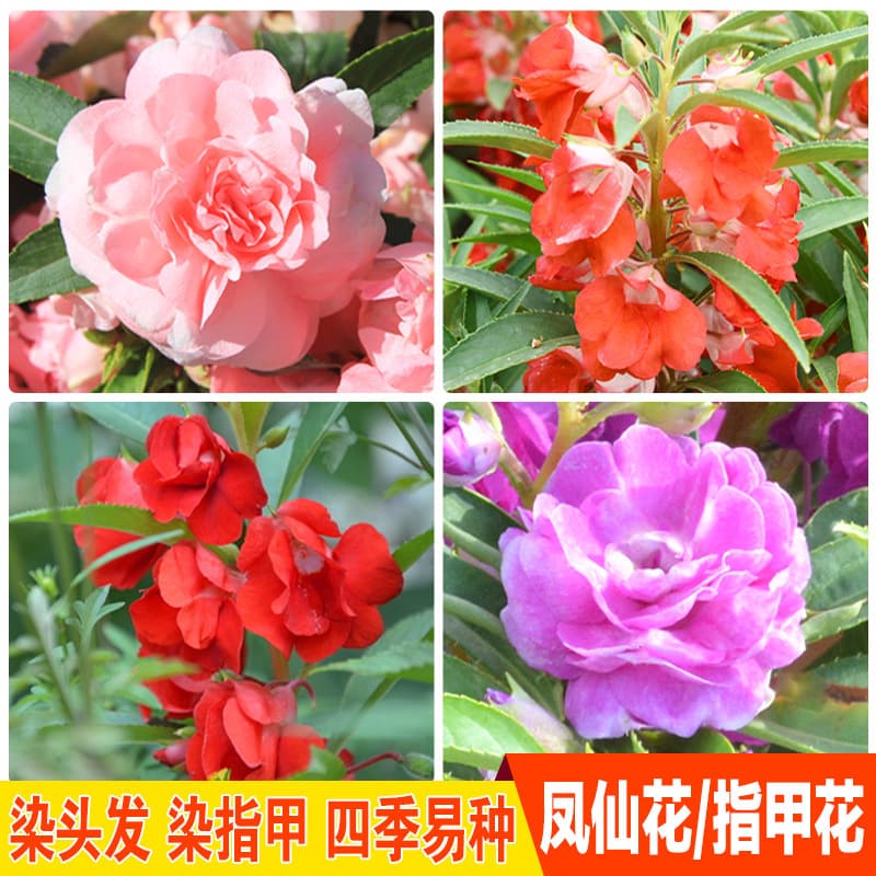 Manufacturer wholesale double impatiens seeds henna flower seeds courtyard greening project flowers seascape blooming in all seasons