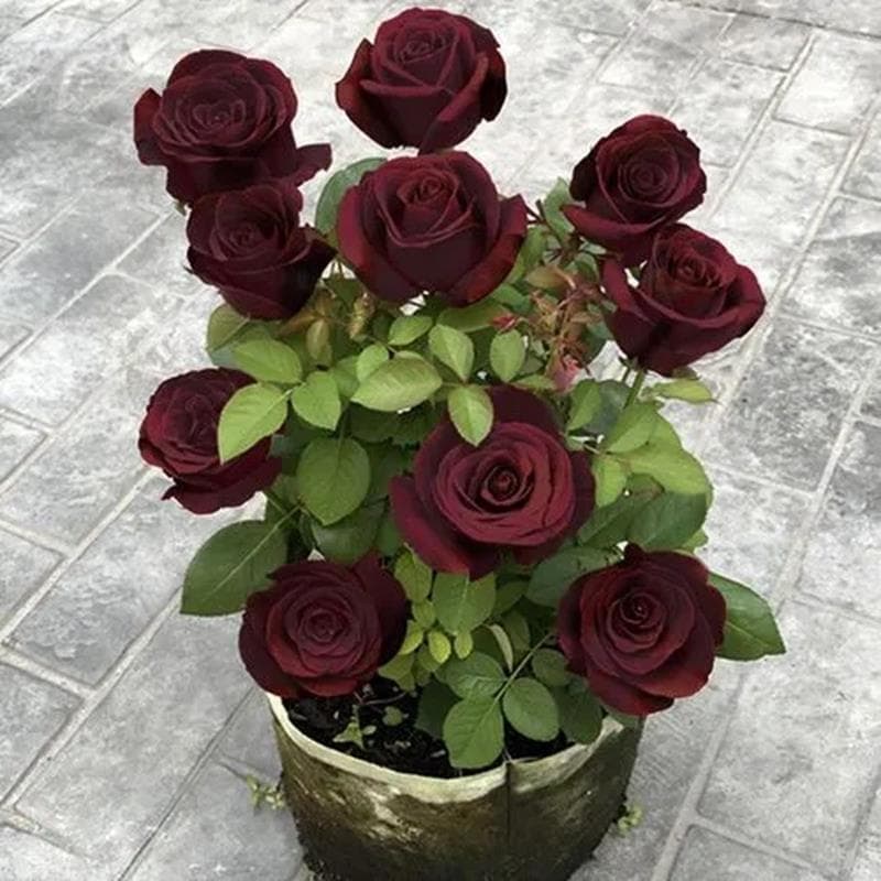 [E-commerce only] Cross-border rose seeds red rose multi-headed rose seeds larvae seeds for gardening