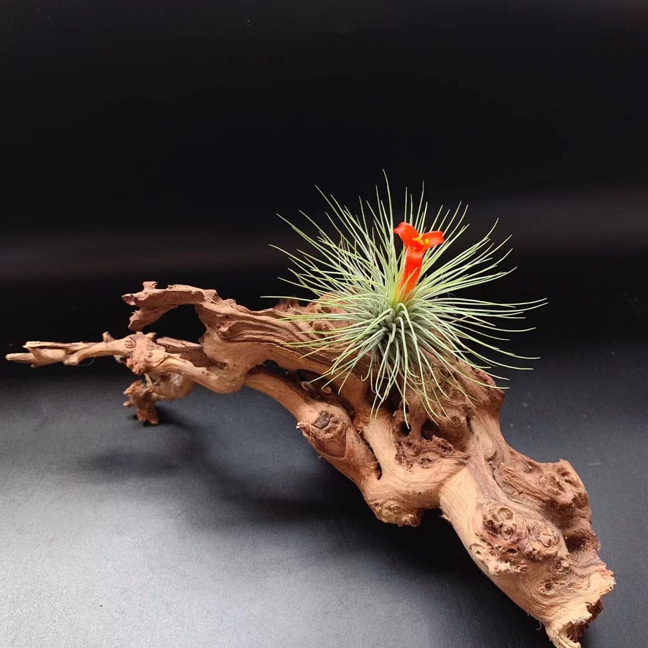 Gem T.andreana - Manufacturer Direct Base Shipping, Air Plant Soilless Novel Low-Maintenance Plants