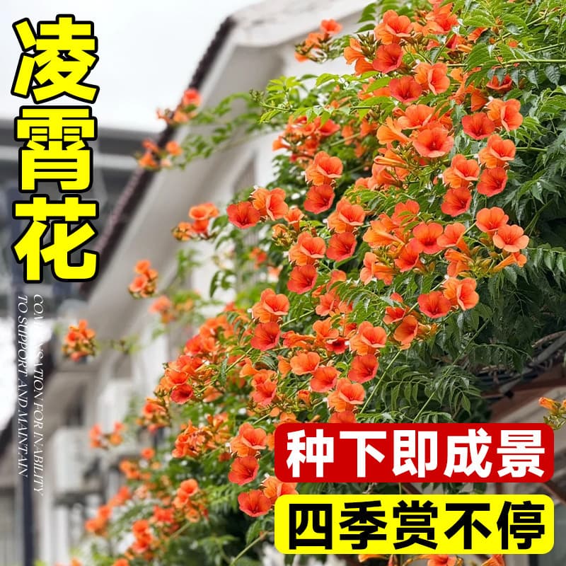 Chinese Trumpet Creeper Large Vine Seedlings, Old Stump Style, Courtyard Potted or Ground-Planted, Cold-Resistant for Northern Regions, Four-Season Bloomer