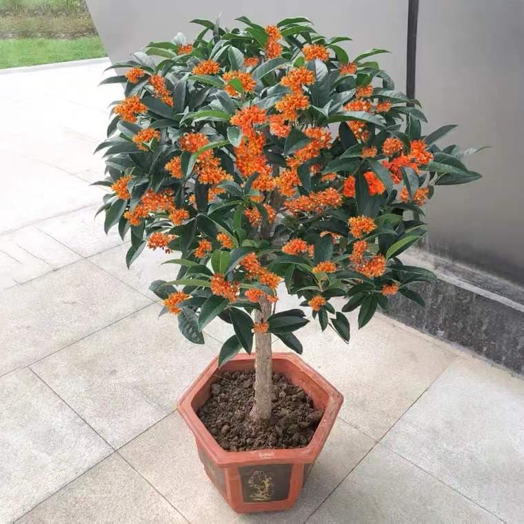 Grafted Osmanthus Seedling Four Seasons Osmanthus Large Flower August Courtyard Native Golden Dan Tianxiang Taige Agarwood Ground Pot