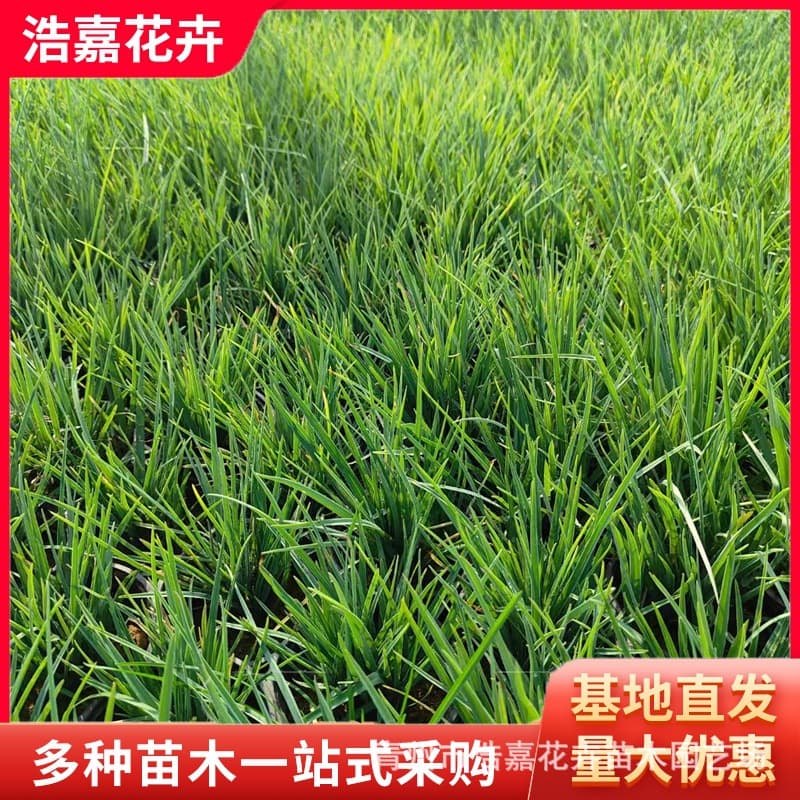 Wholesale Tradescantia Perennial Tradescantia Qingzhou Perennial Flower Potted Tradescantia Base Tradescantia