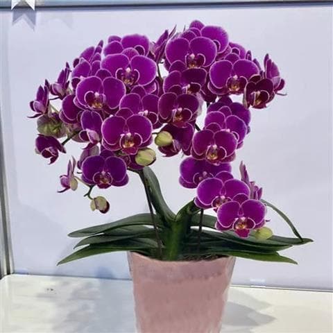Phalaenopsis Orchid Seedlings Cheap Sale Potted Orchid Large Seedlings Living Room Indoor Plant Flowers Bloom All Year Round Easy to Care For