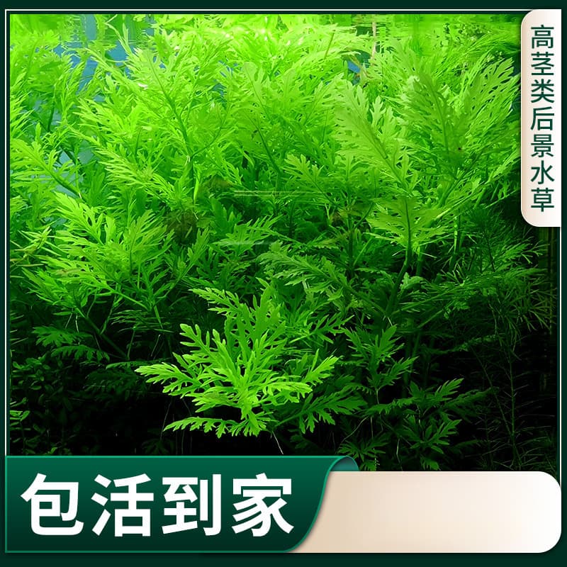 Water Rose Large Clump Aquarium Scaping Live Plants Direct from Farm Low-maintenance Shade-tolerant Oxygenating Mid-to-Background Freshwater Cultivated Plants