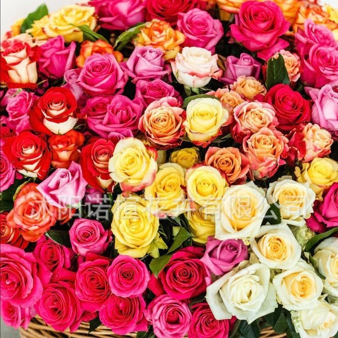 Red Rose Seeds 200 Pcs, Green Plant Potted Flower Seeds for Garden and Potted Planting, Four Seasons Blooming