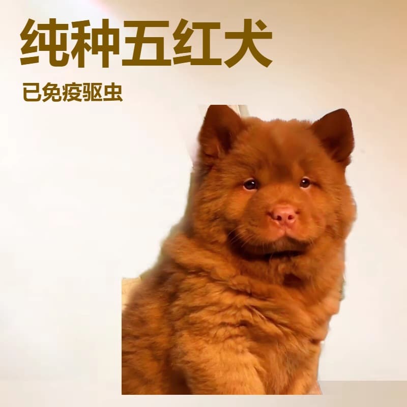 Purebred Premium Five Red Dog Puppy Live Native Dog Pet Dog Small Dog Earth Hunting Dog Puppy Dog Guard Dog