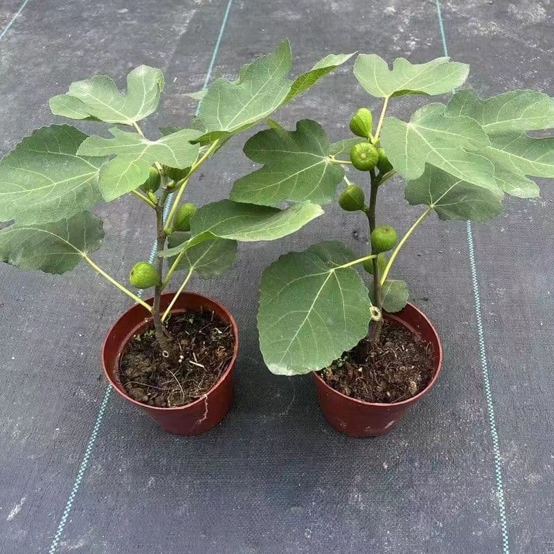 Fig Tree Seedling Large Fruit Potted or Ground Planting Boji Red Fig Seedling Balcony Planting Green Skin Extra Large Fruit Seedling
