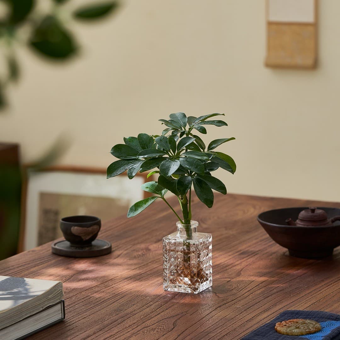 Hydroponics duck foot wood green plants from all directions to make money green plants potted flowers and green plants living room indoor bonsai lazy people raising plants