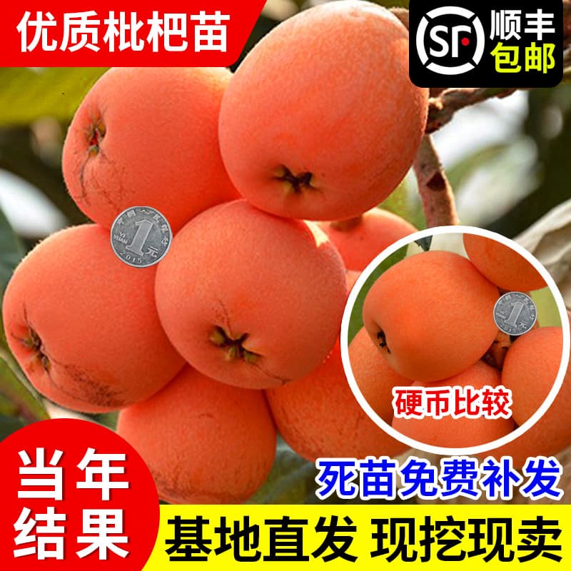 Seedless Loquat Saplings, Extra Large Sugar, Large Five-Star Fruit Saplings, Grafted Loquat Saplings That Bear Fruit in the Same Year and Are Planted in the North and South