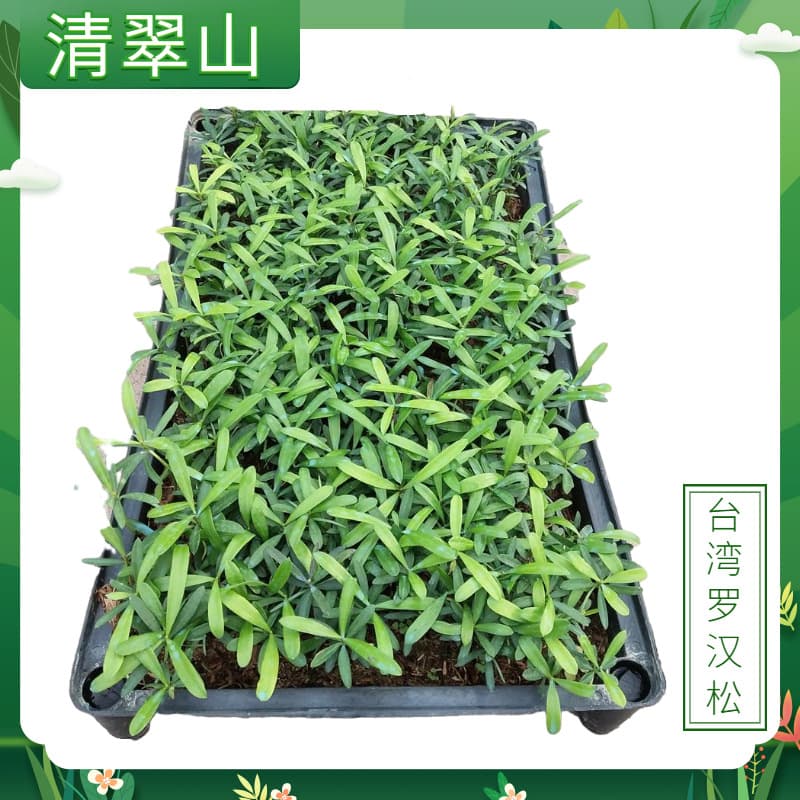 Taiwan Podocarpus seedlings courtyard indoor foliage plants four-season evergreen Podocarpus modern simple potted flowers