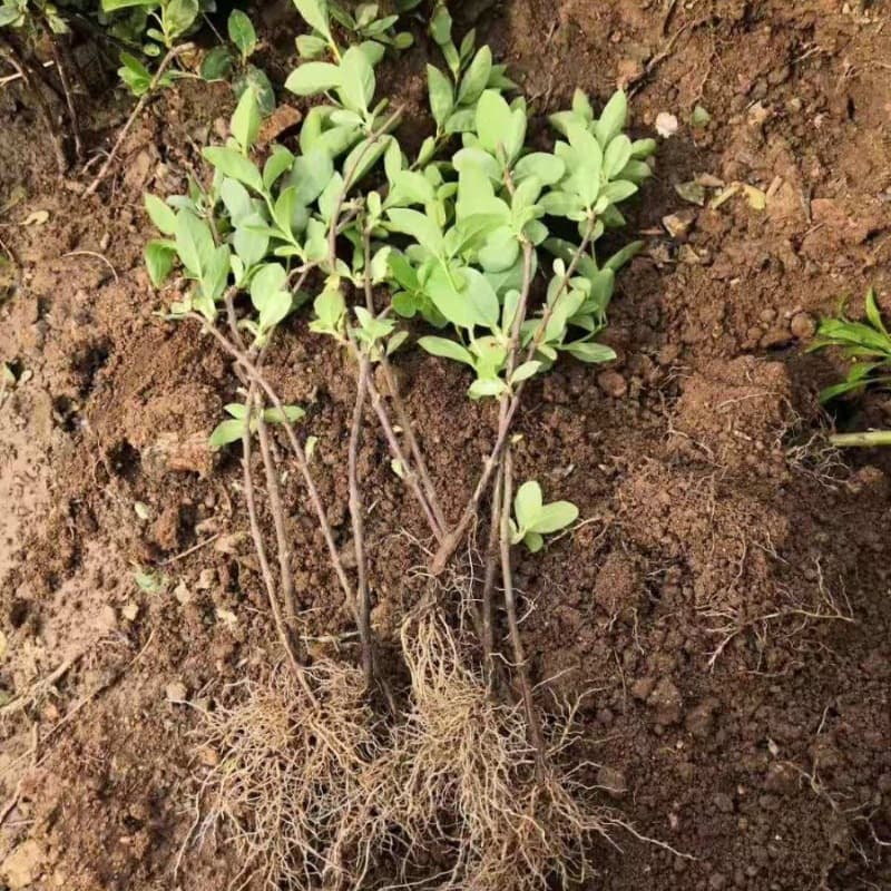 Honeysuckle tree saplings and stumps for tea-making, cold-resistant flowers for courtyard and balcony bonsai, easy to grow with year-round blooms