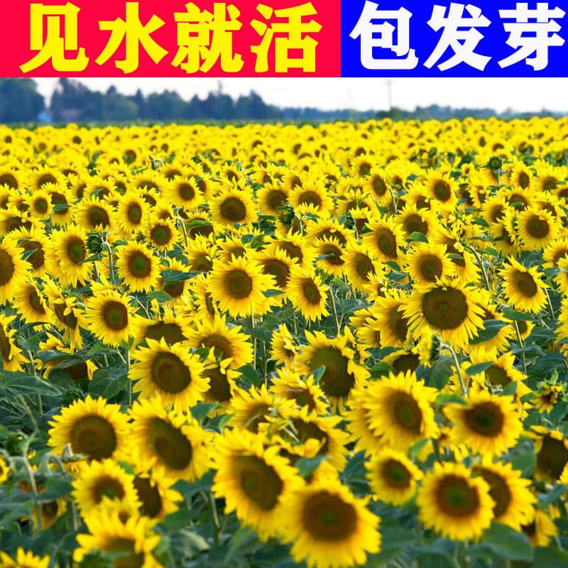 Wholesale sunflower seeds for ornamental and edible use, suitable for indoor potted plants, outdoor courtyards, and flower sea planting.