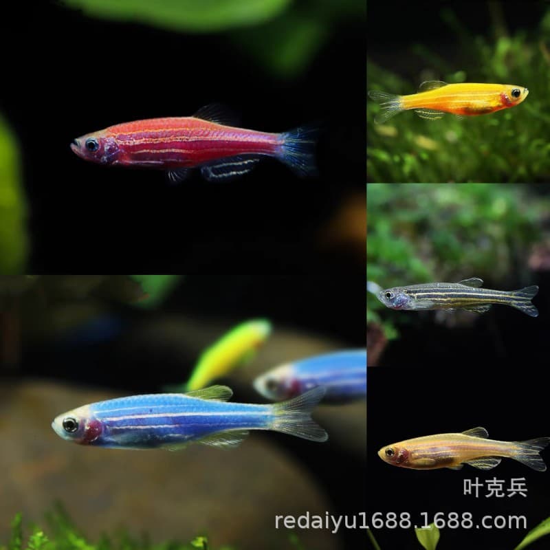 Experimental wild blue striped blue zebra Shanghai tropical fish ornamental fish wholesale mixed zebra color candy zebra
