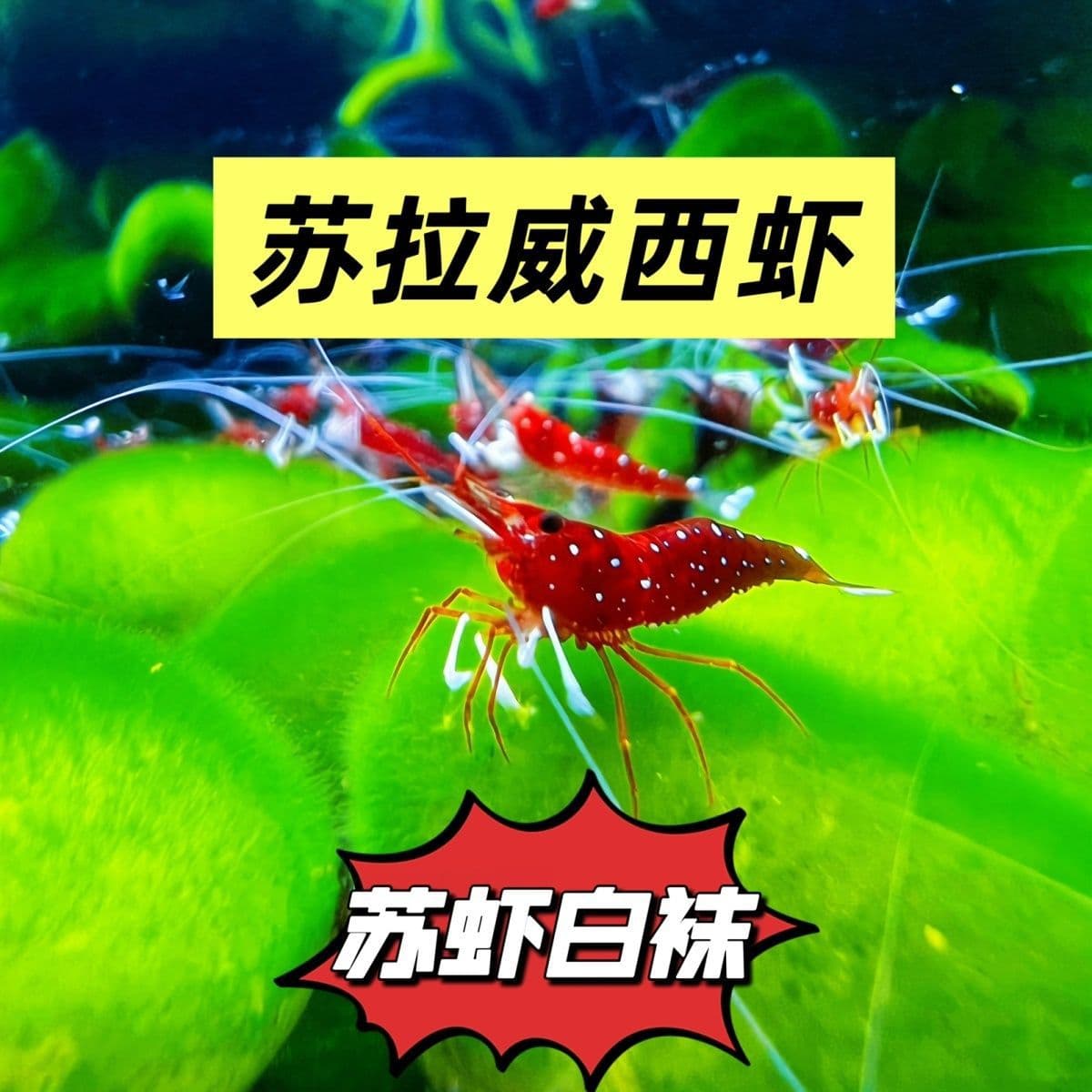Socks, Shrimp, Yellow Spots, Algae Removal, Sulawesi, Starry Sky, Big Ghost Shrimp, Shrimp Milk Cow, Blank Wood Grain, Blue Foot, Blue View