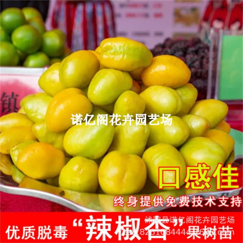 New Late-Ripening Sweet Apricot Seedling, Spicy Apricot Tree Seedling, Hot Apricot Seedling, Cold-Resistant Extra-Large Yellow Apricot, Freeze-Tolerant Potted and Ground Planting