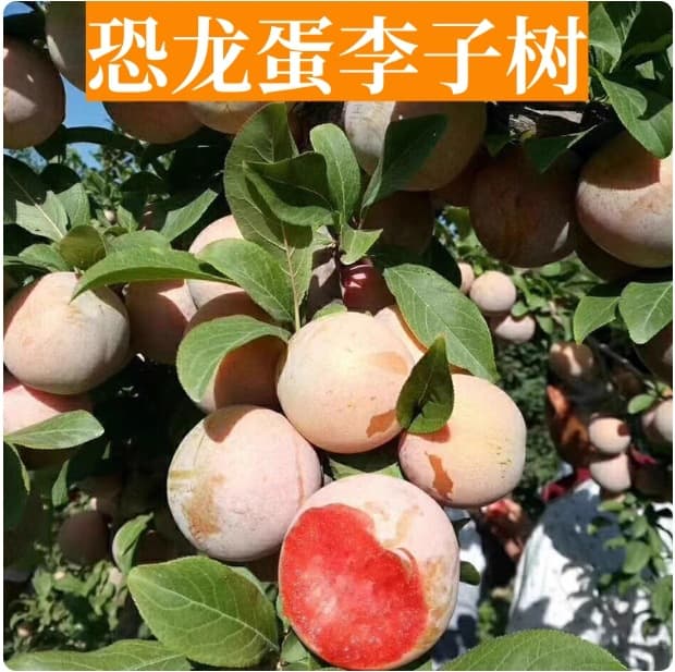 Dinosaur Egg Plum Tree Seedling for Northern and Southern Ground Planting, Courtyard Planting, Potted Balcony Grafted Fruit Tree Plum Seedling