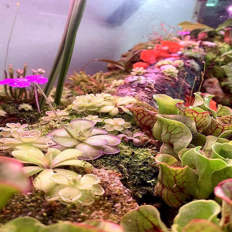 Venus Flytrap, Pitcher Plant, Sundew, Cobra Lily, Carnivorous Plant Eco-Terrarium, Succulent Plant Wholesale, Succulent Flowers and Green Plants