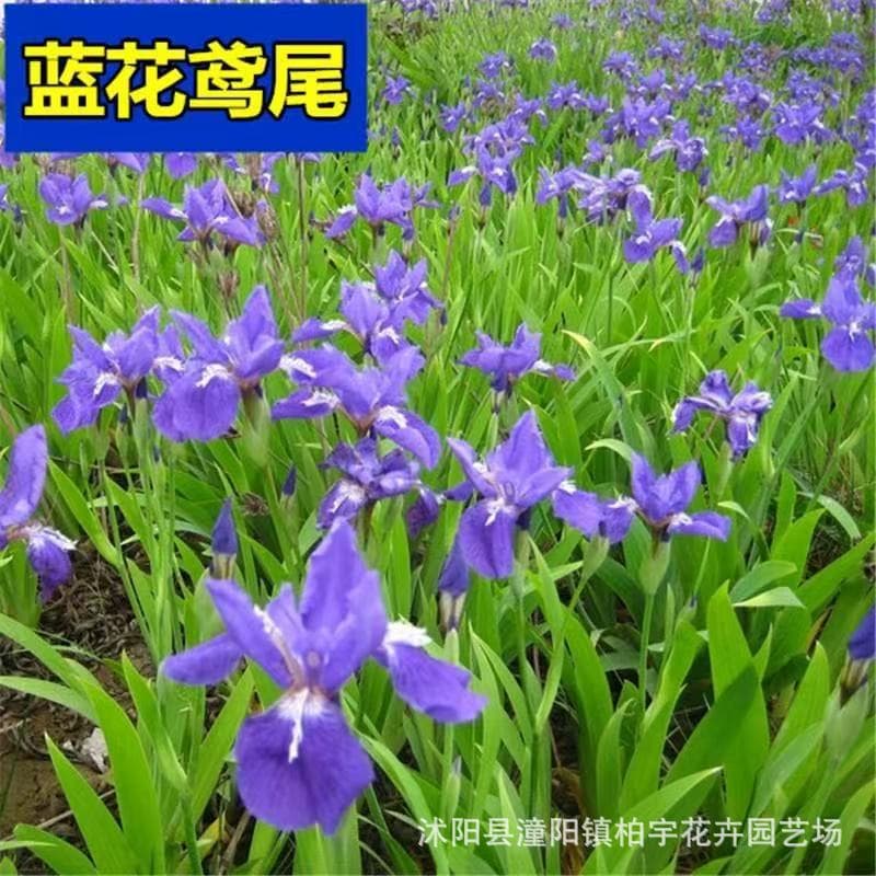 Blue Iris Seeds, Blue Butterfly, Flat Bamboo Flower, German Iris, Iris Seeds, Flat Pole Flower Seeds, Moisture and Shade Tolerant, Perennial